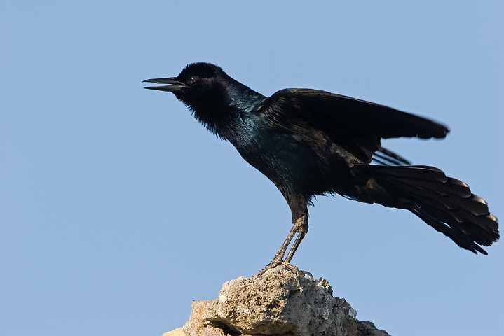 Bootschwanzgrackel Quiscalus major Boat-tailed Grackle